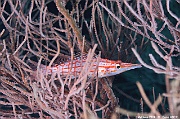 Oxycirrhites typus-Maldives Fish Head-24m-20240423-da-DSC_6123_tn